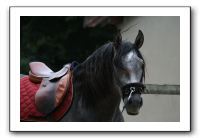 IMG_4440